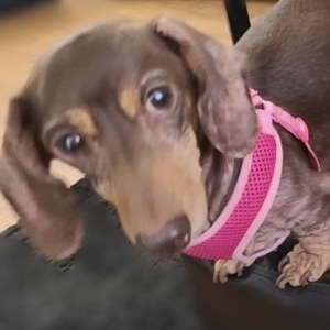 Fundraising Page: BIG DON LYONS